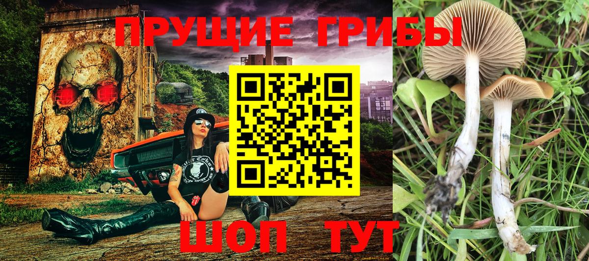 Галлюциногенные грибы Psilocybine cubensis  Вход с VPN  где найти наркотики  Изобильный 